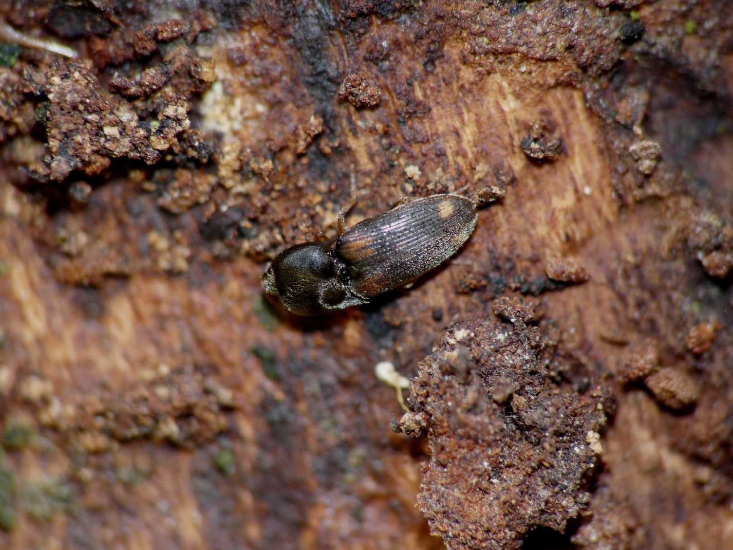 Piccolo elateride: Drasterius bimaculatus